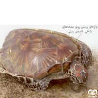 گونه لاکپشت سبز Green Sea Turtle